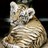 Dieren Tijgers Icon plaatjes 