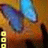 Dieren Vlinders Icon plaatjes 