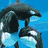 Dieren Walvissen Icon plaatjes 