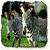 Dieren Zebra Icon plaatjes 