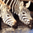 Dieren Zebra Icon plaatjes 