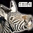 Dieren Zebra Icon plaatjes 