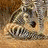 Dieren Zebra Icon plaatjes 