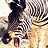 Dieren Zebra Icon plaatjes 