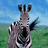 Dieren Zebra Icon plaatjes 