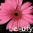 Bloemen Icons Icon plaatjes 