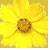 Bloemen Icons Icon plaatjes 