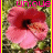 Bloemen Icons Icon plaatjes 
