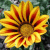 Bloemen Icons Icon plaatjes 