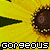 Bloemen Icons Icon plaatjes 
