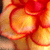 Bloemen Icons Icon plaatjes 