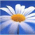 Bloemen Icons Icon plaatjes 
