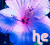 Bloemen Icons Icon plaatjes 