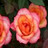 Kersen Icons Icon plaatjes 