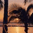 Icons Icon plaatjes Palm boom 