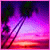 Icons Icon plaatjes Palm boom 