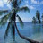 Icons Icon plaatjes Palm boom 