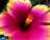 Icons Icon plaatjes Palm boom 