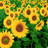 Zonnebloem Icons Icon plaatjes 