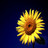 Zonnebloem Icons Icon plaatjes 