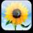 Zonnebloem Icons Icon plaatjes 