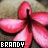 Icon plaatjes Naam icons Brandy 