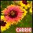 Icon plaatjes Naam icons Carrie 