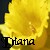 Icon plaatjes Naam icons Diana 