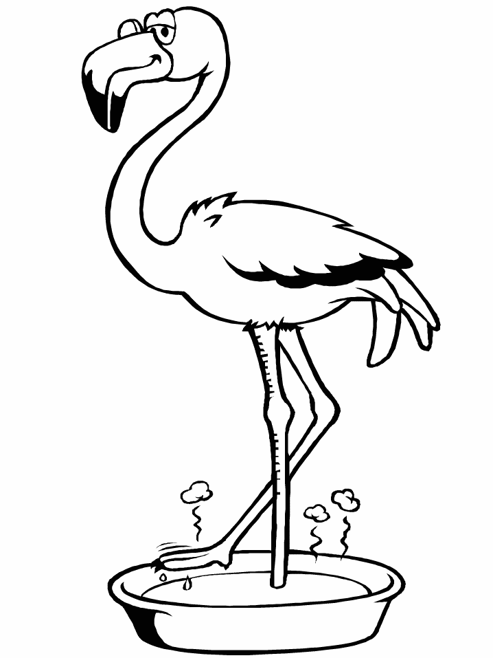 flamingo