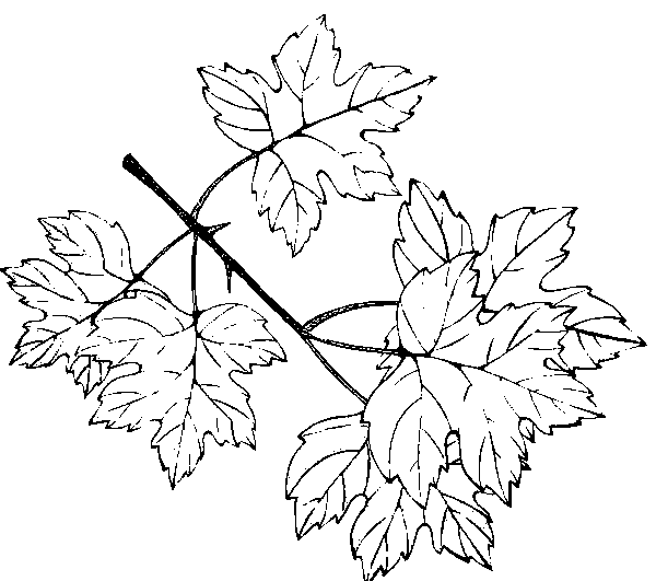 Bladeren Kleurplaten 