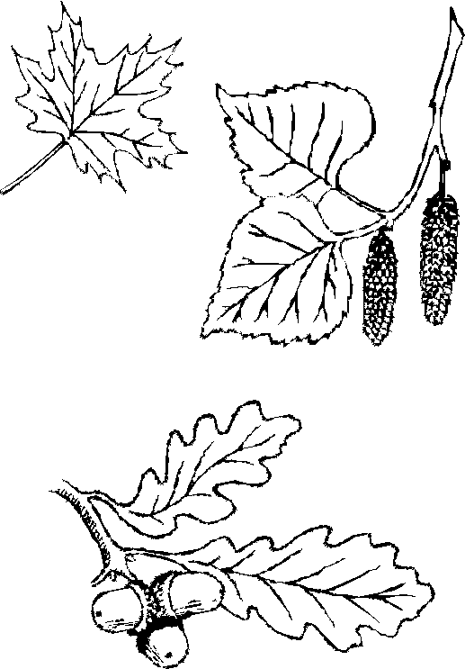 Bladeren Kleurplaten 