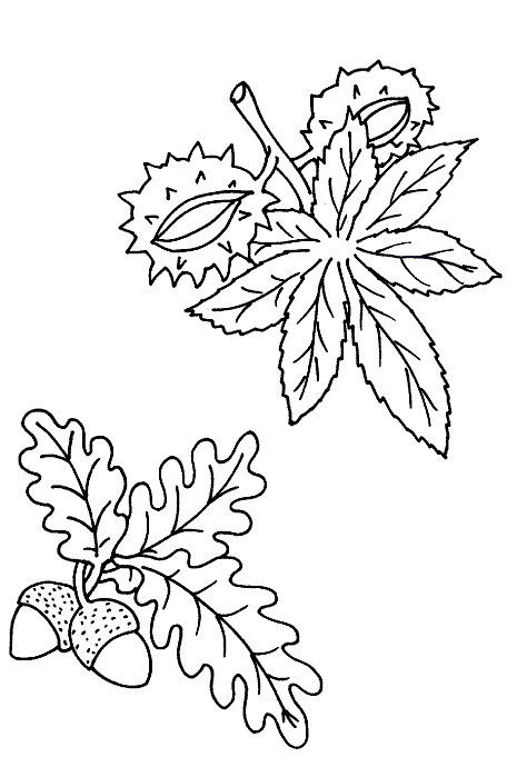 Bladeren Kleurplaten 