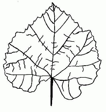 Bladeren Kleurplaten 