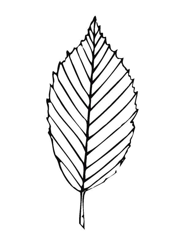 Bladeren Kleurplaten 