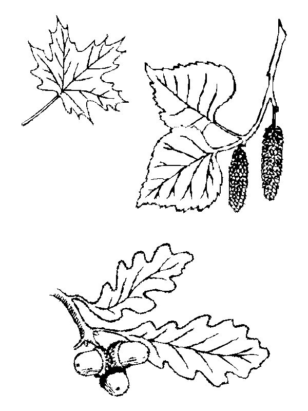 Bladeren Kleurplaat. Bladeren Kleurplaten 