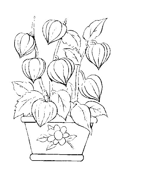 Bloemen Kleurplaten 