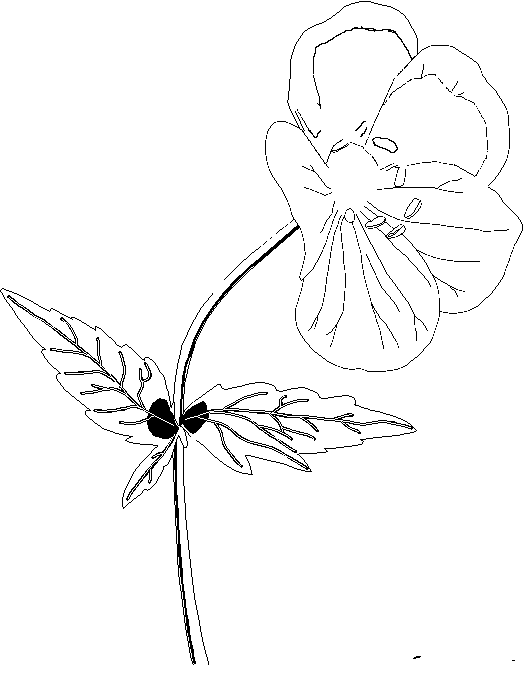 Bloemen Kleurplaten 