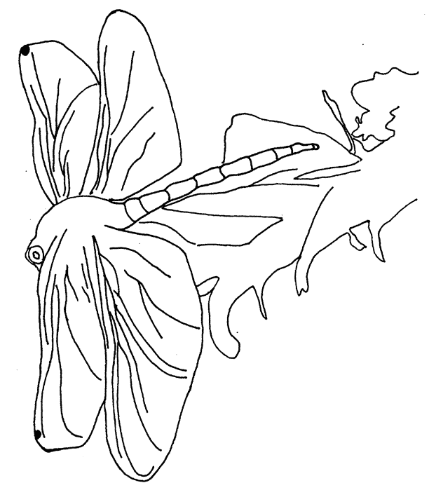 Insecten Kleurplaten 