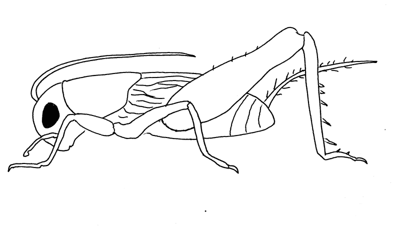 Insecten Kleurplaten 
