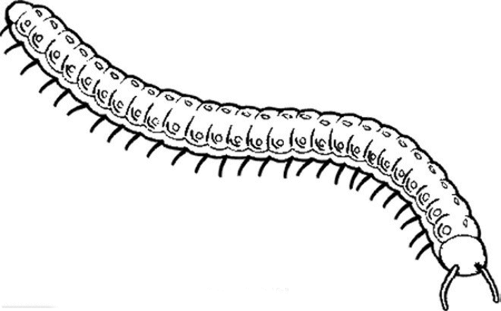 Insecten Kleurplaten 