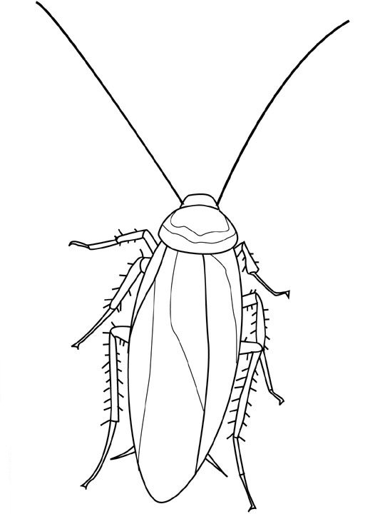 Insecten Kleurplaten 