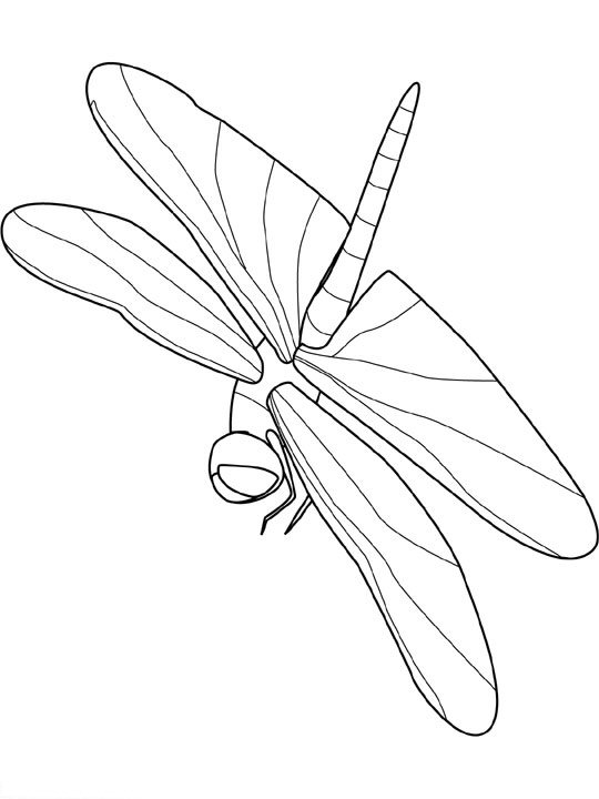 Insecten Kleurplaten 