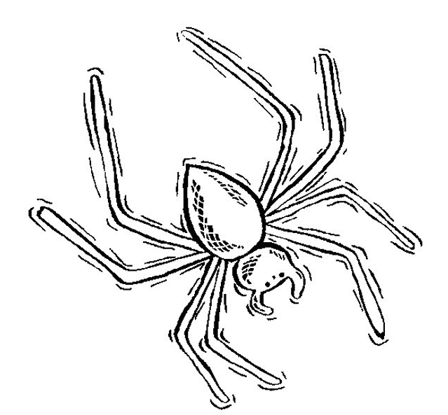 Insecten Kleurplaten 