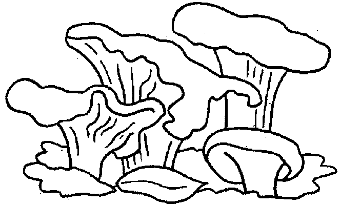 Paddestoelen Kleurplaten 