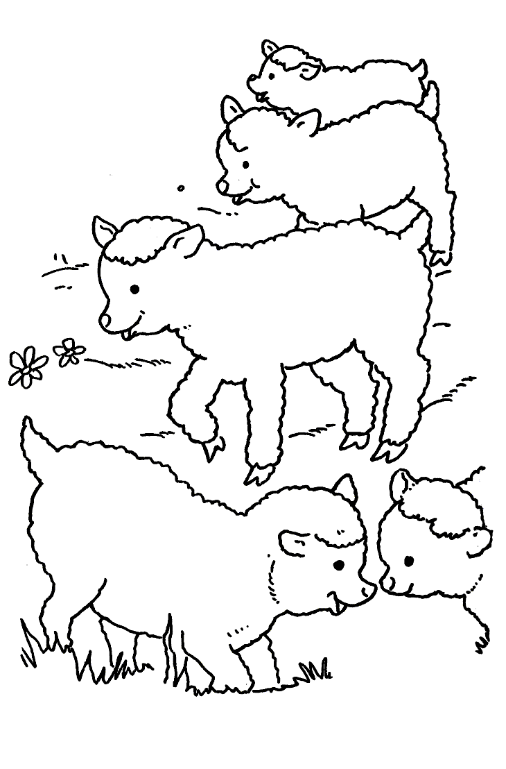 Schapen Kleurplaten 