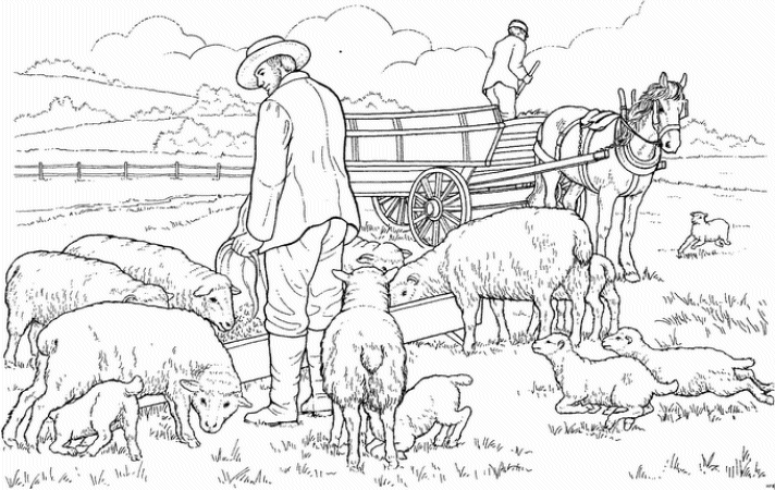 Schapen Kleurplaten 