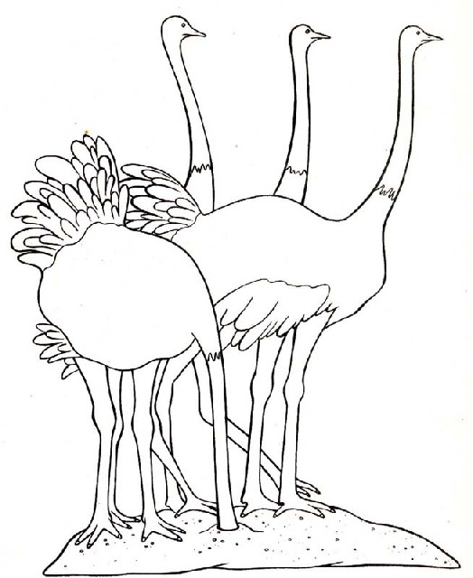 Kleurplaten Vogel 