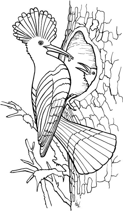 Kleurplaten Vogel 