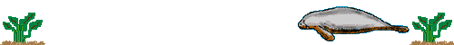 Dieren Lijnen 