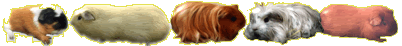 Dieren Lijnen 
